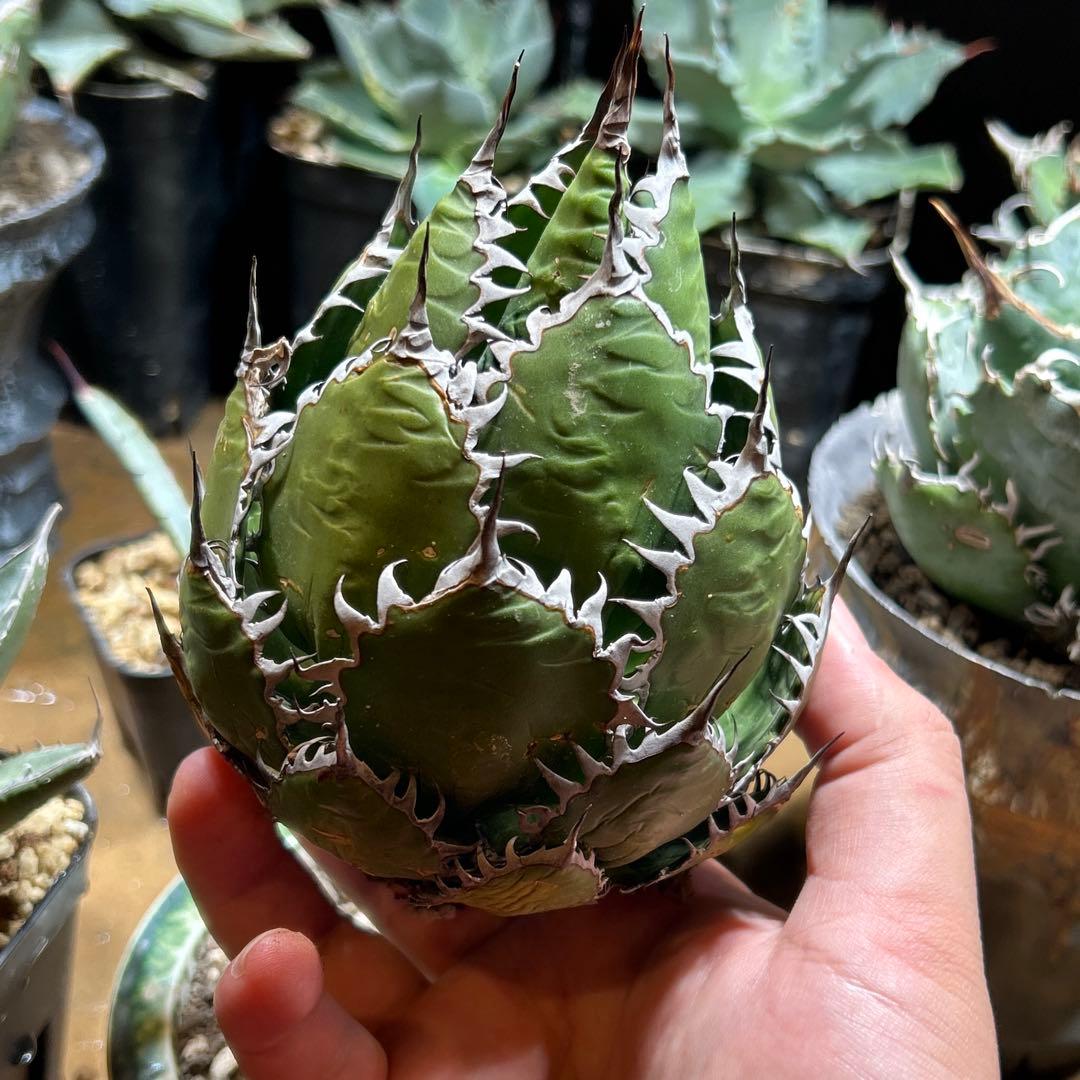 アガベ　ホリダ　陽炎　大株　ボールタイプ　ドワーフ　特選S級選抜　発根管理中