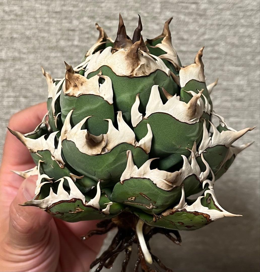 【値下げ】コレクション株　レッドキャットウィーズル　ボールタイプ　極上株