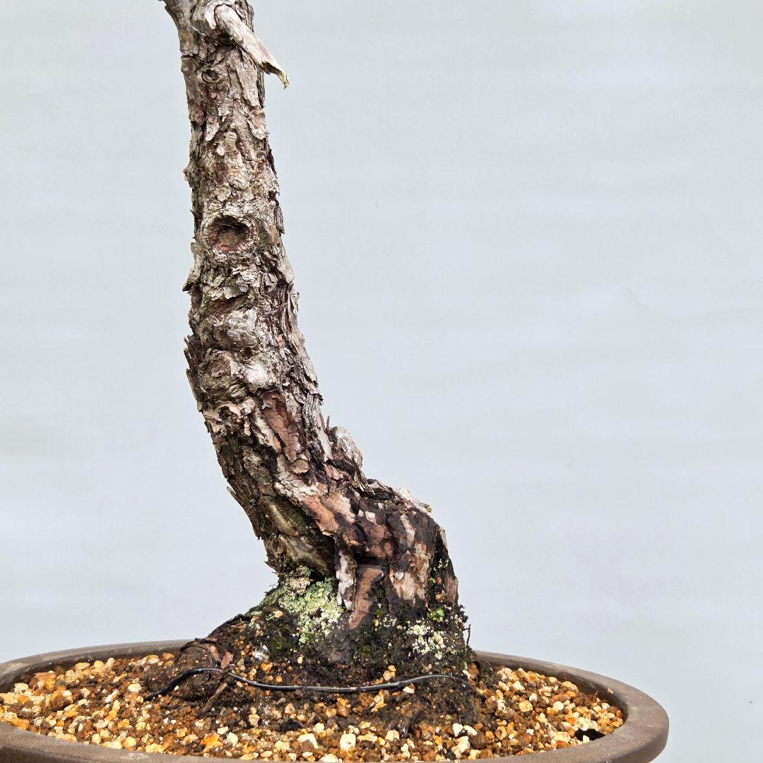 赤松　[文人風斜幹木]　大品盆栽