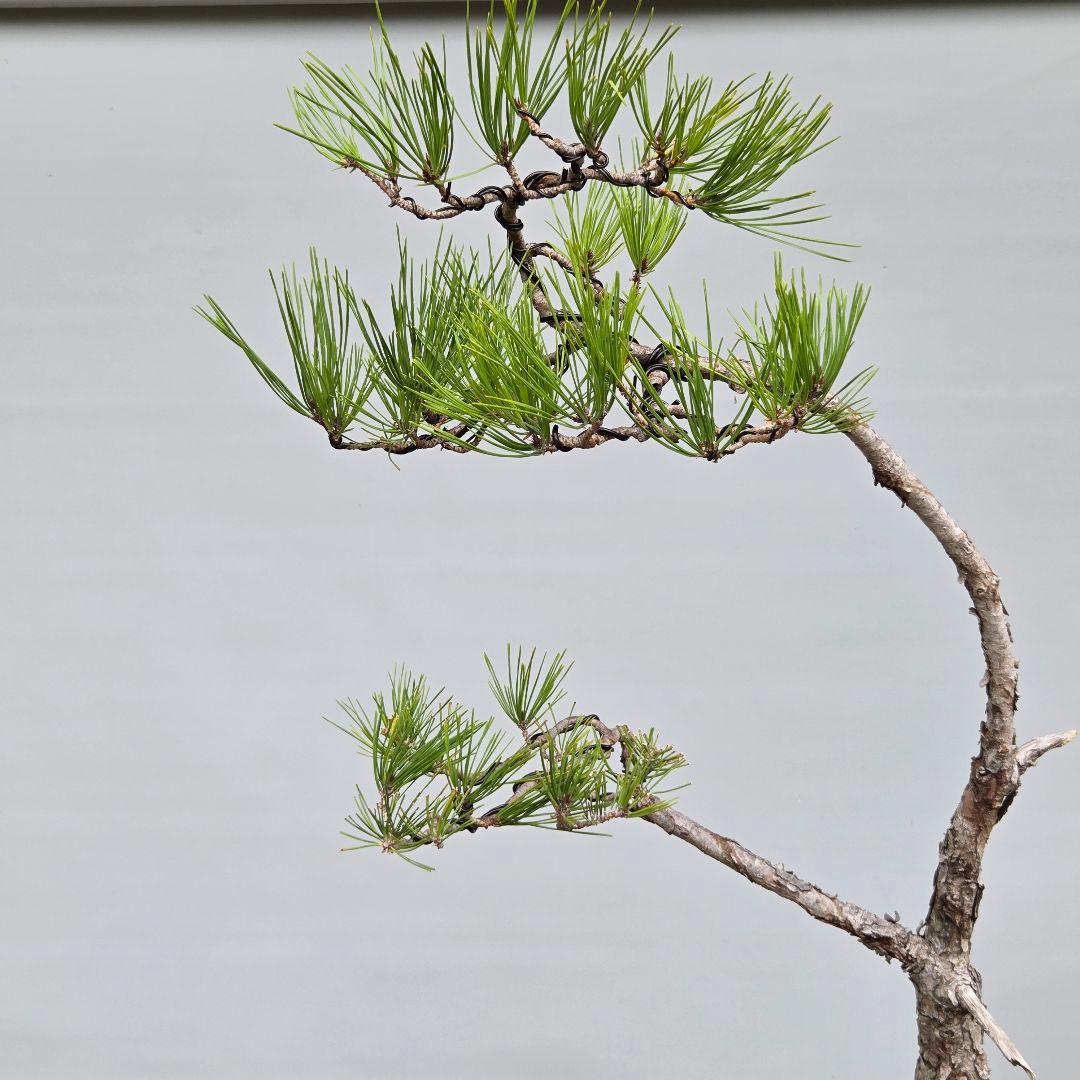 赤松　[文人風斜幹木]　大品盆栽