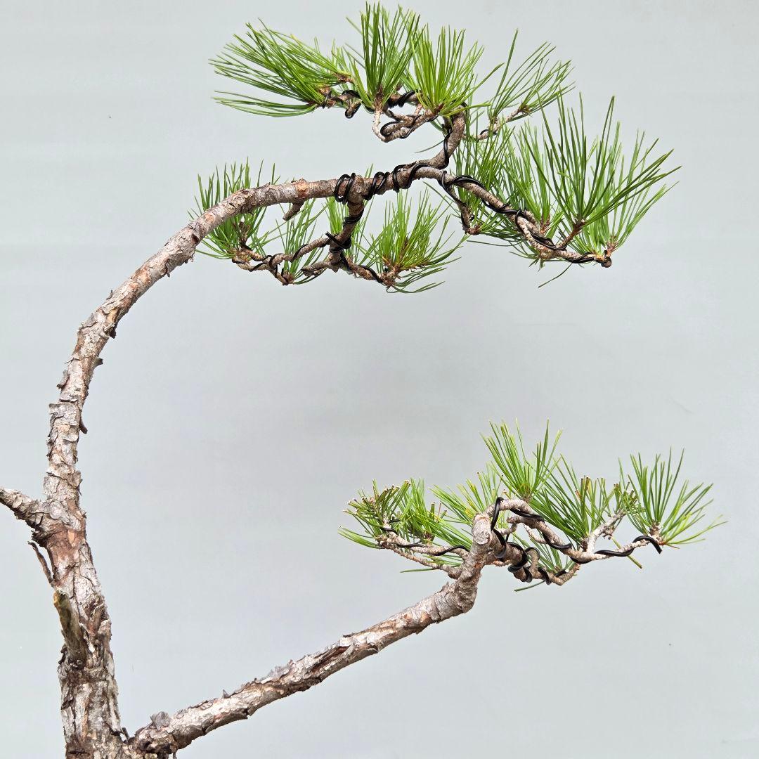 赤松　[文人風斜幹木]　大品盆栽