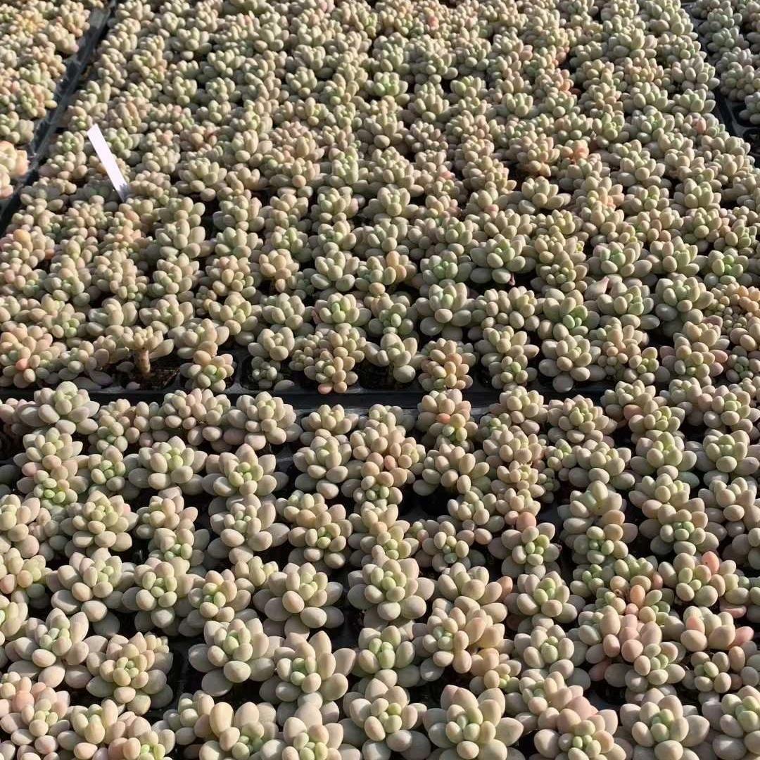Top【選抜株】　多肉植物　24185モンローHyb 105個　プラグトレー苗