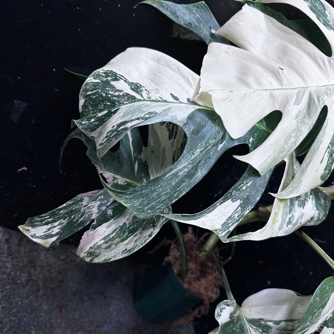 う*こ様 斑入りモンステラ ホワイトタイガー極美大株68cm白斑多