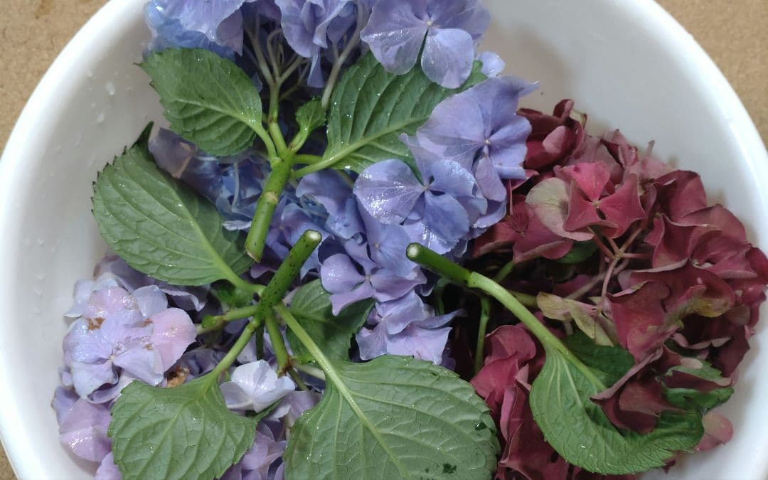 品種不明　確認画像