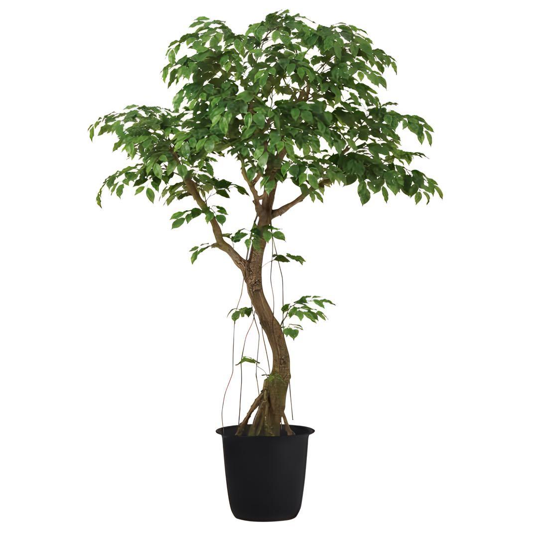 光触媒　人工観葉植物　ウォールグリーン　フェイクグリーン　ベンジャミン230