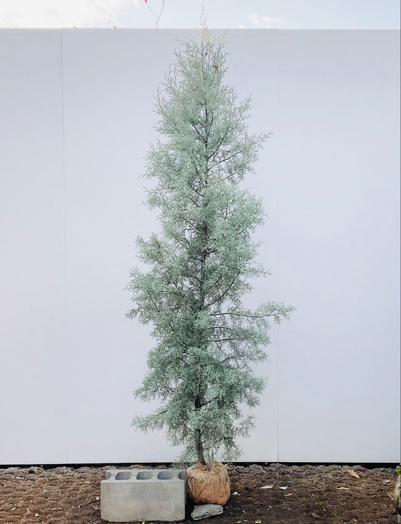 コニファー　ブルーアイス/ 1032