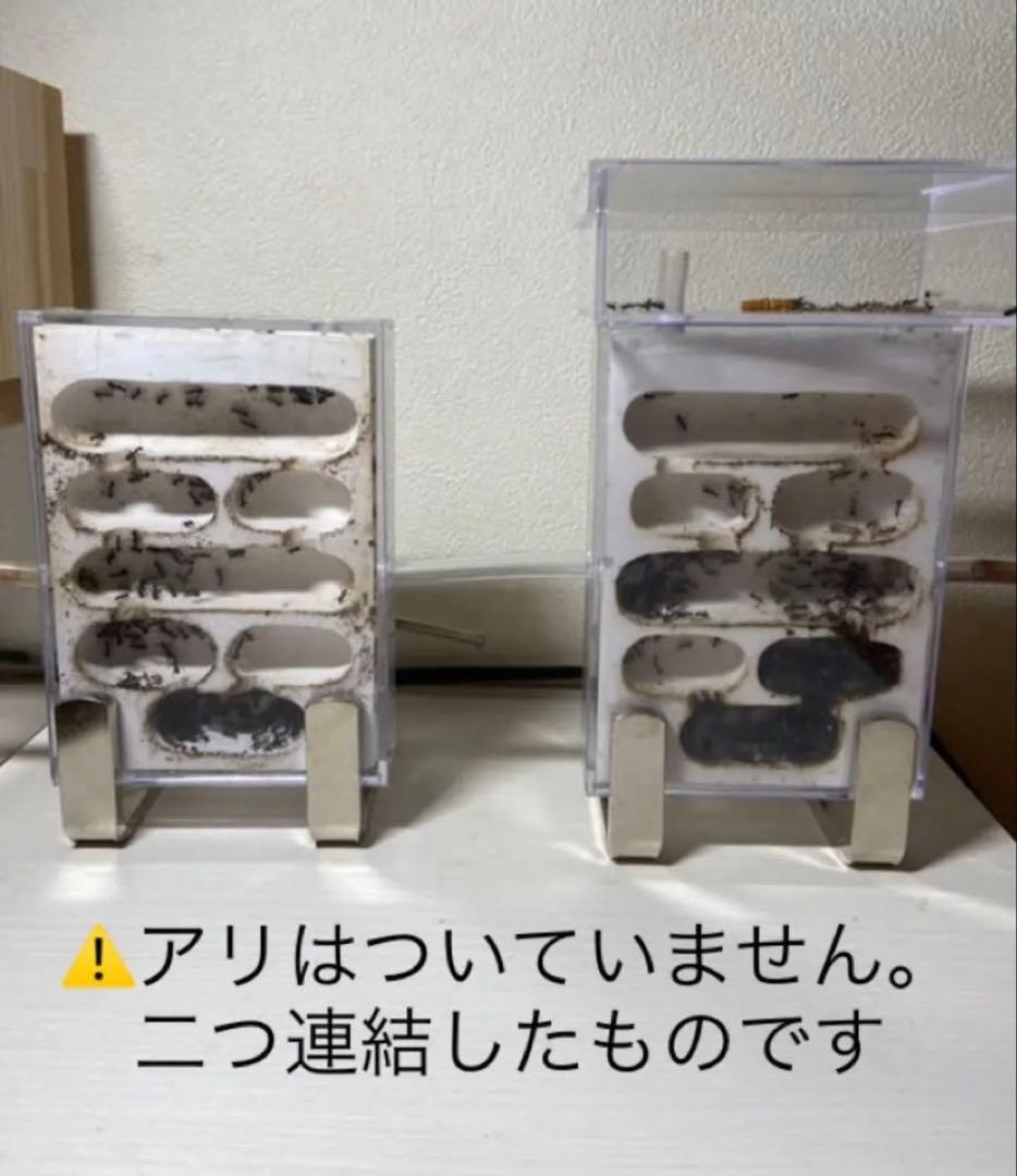 アリの巣　観察セット　×4