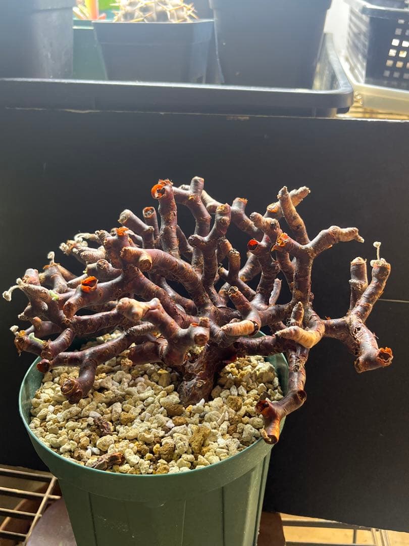 ペラルゴニウム　ミラビレ　発根２年目大美株