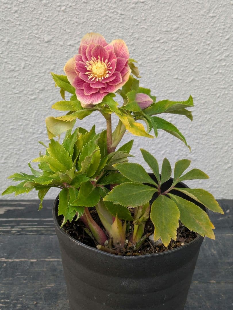 【一点物】広瀬園芸　クリスマスローズ　ソレイユDD