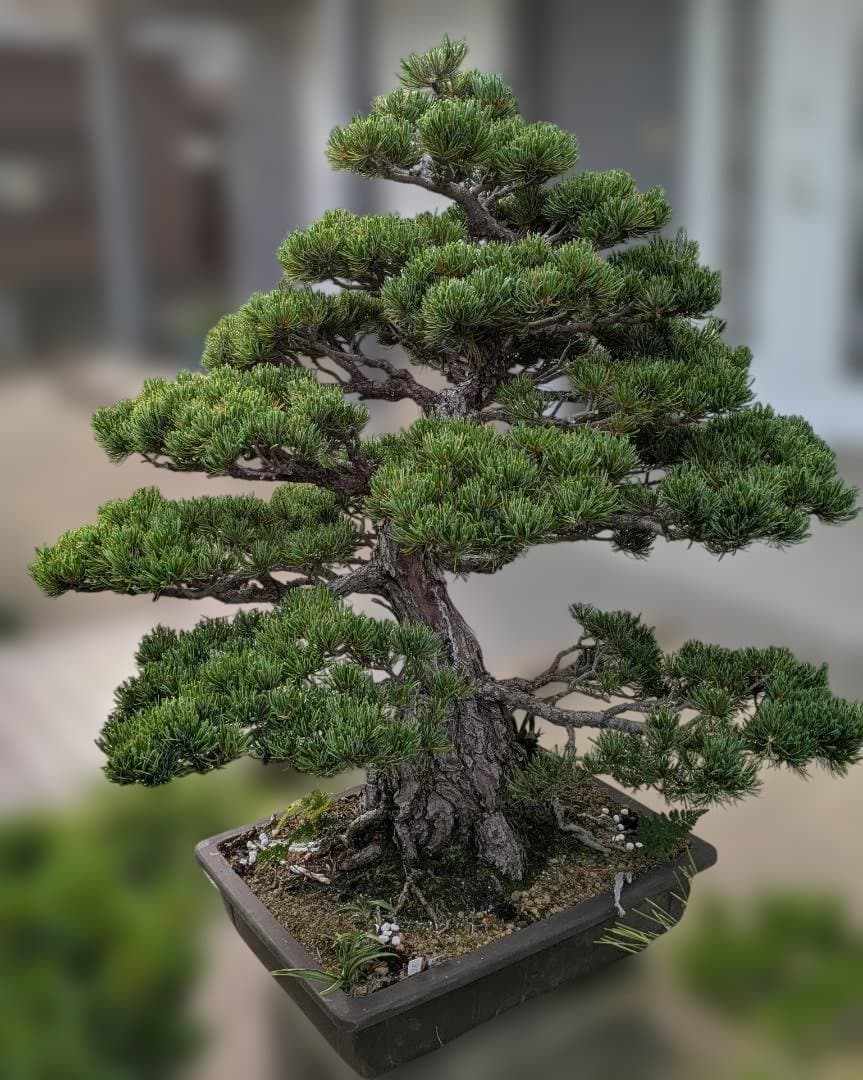 五葉松　大型盆栽