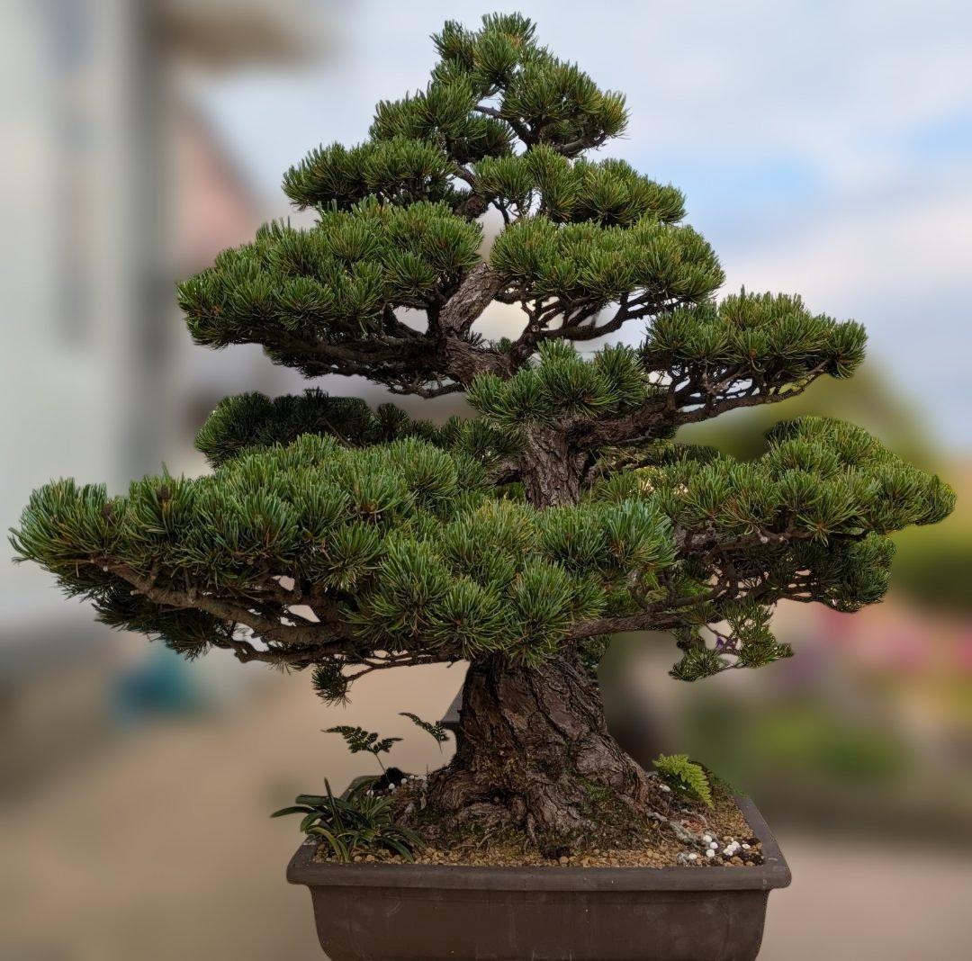 五葉松　大型盆栽