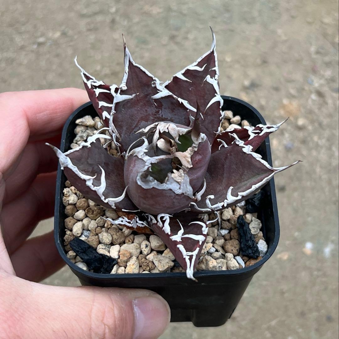 アガベ チタノタ　シーザー　活着済