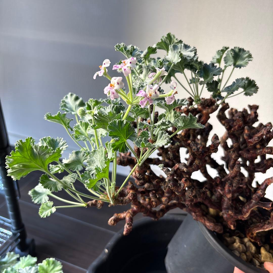 ペラルゴニウム　ミラビレ