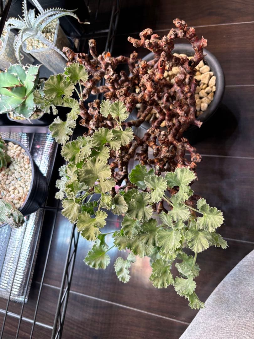 ペラルゴニウム　ミラビレ