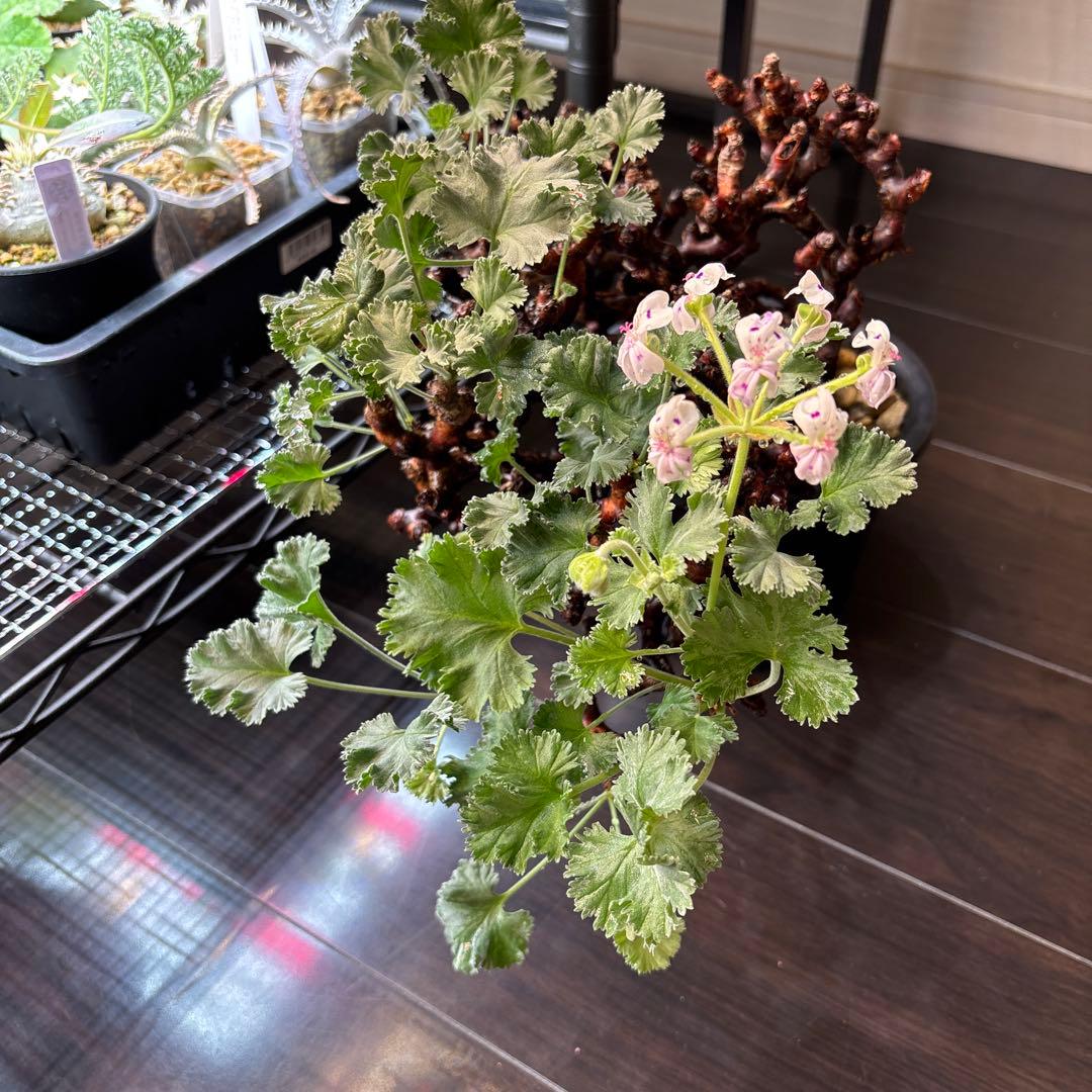 ペラルゴニウム　ミラビレ