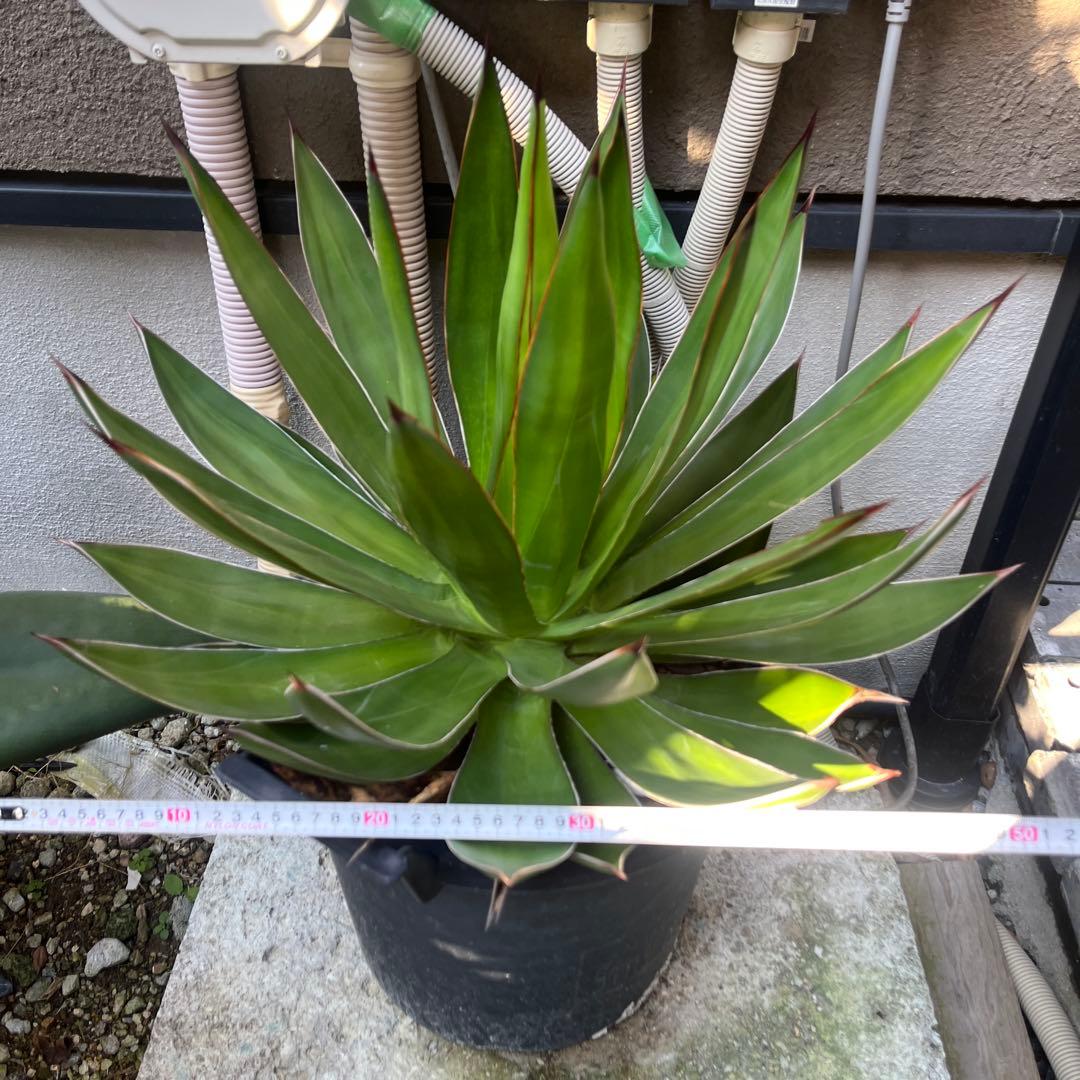 ブルーグロー　ハイブリッド　大株