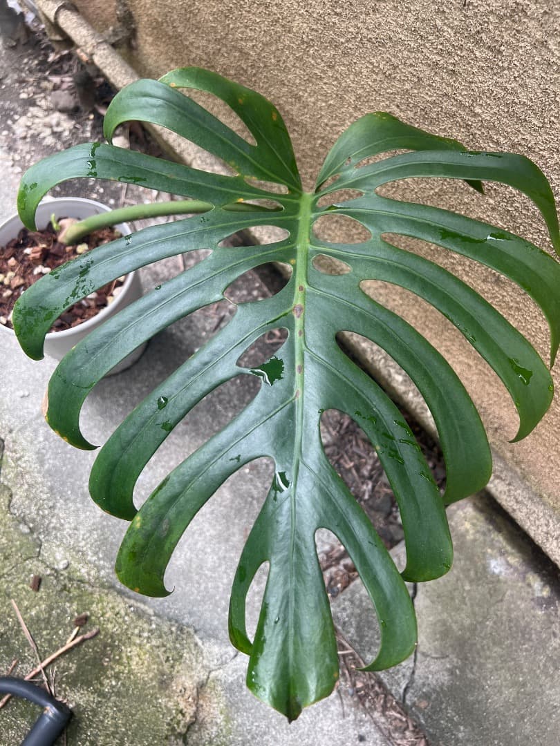 【スケルトン】ミドルカット モンステラ