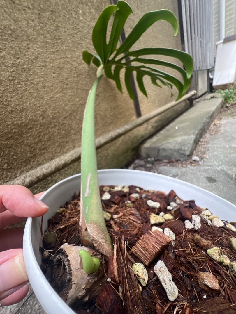 【スケルトン】ミドルカット モンステラ