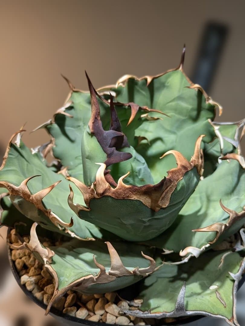 アガベ　オアハカ現地球　Coyote産