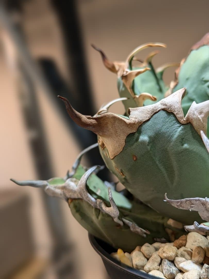 アガベ　オアハカ現地球　Coyote産