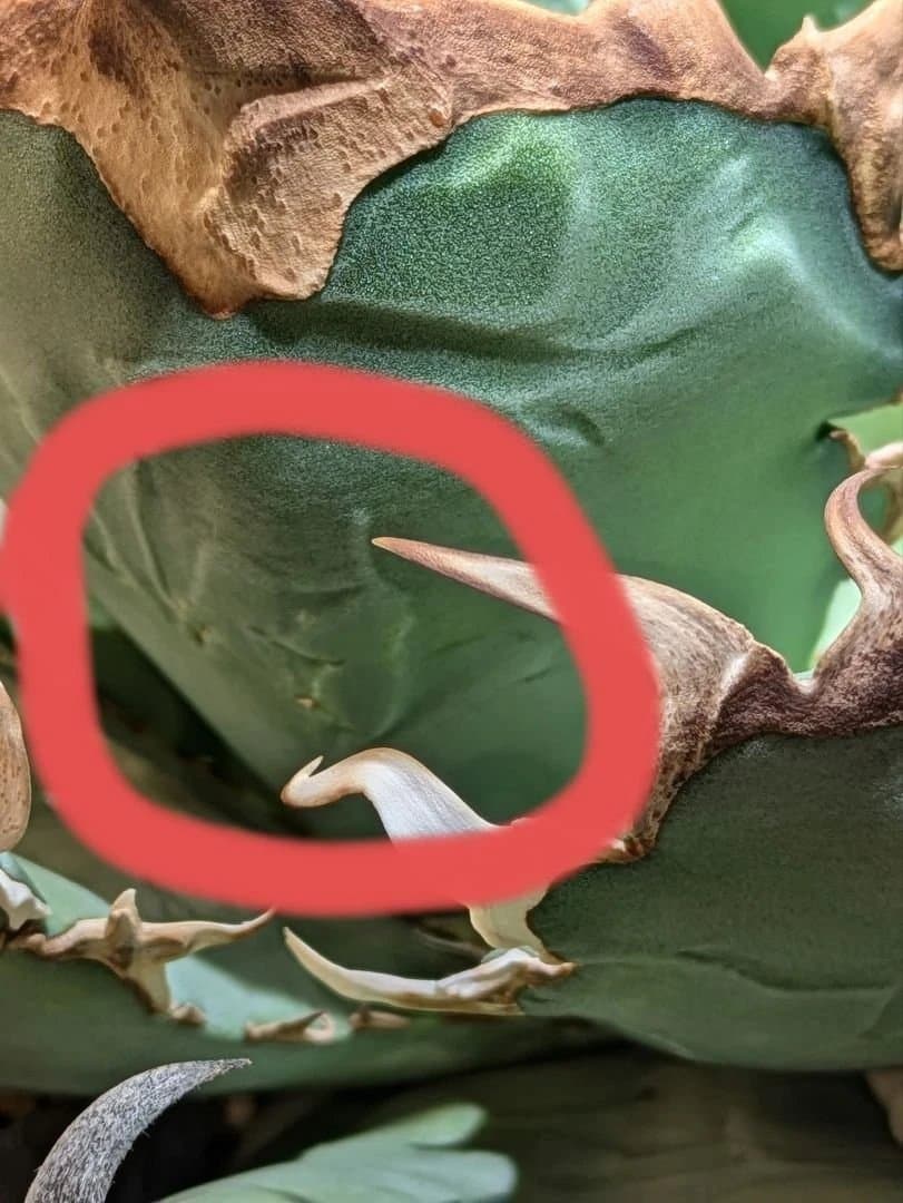 アガベ　オアハカ現地球　Coyote産