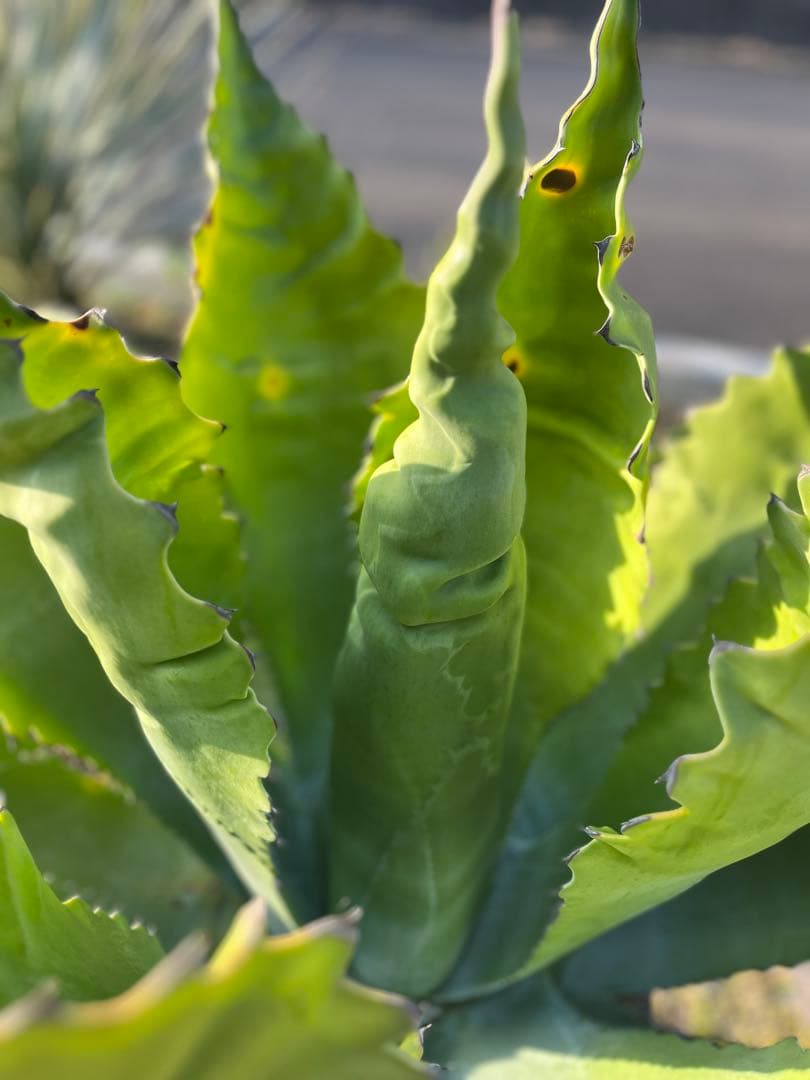 アガベ　サルミアナ　フェロックス　ローガンカルホーン　ＸＸＬサイズ