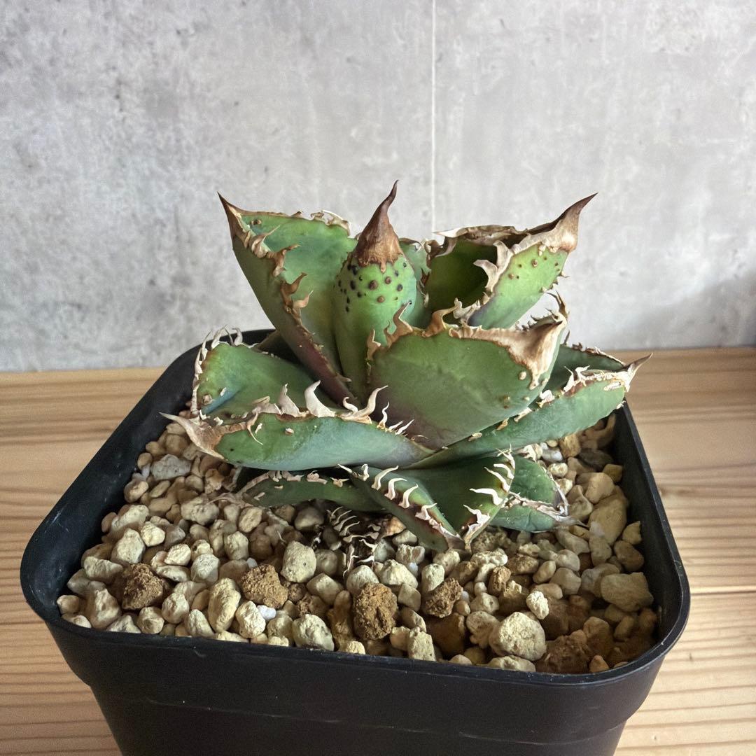 アガベ　チタノタ　冰雹