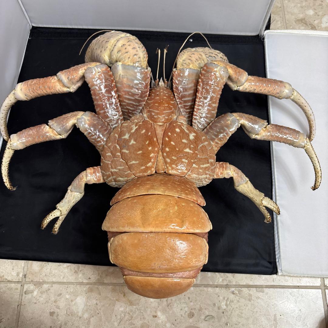 u*d様 現地土産品 ヤシガニ 剥製 標本 約50センチ