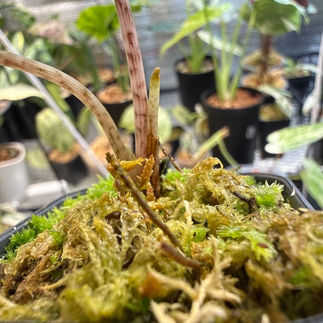 m*a様 格安 アロカシア ジャックリン 斑入り