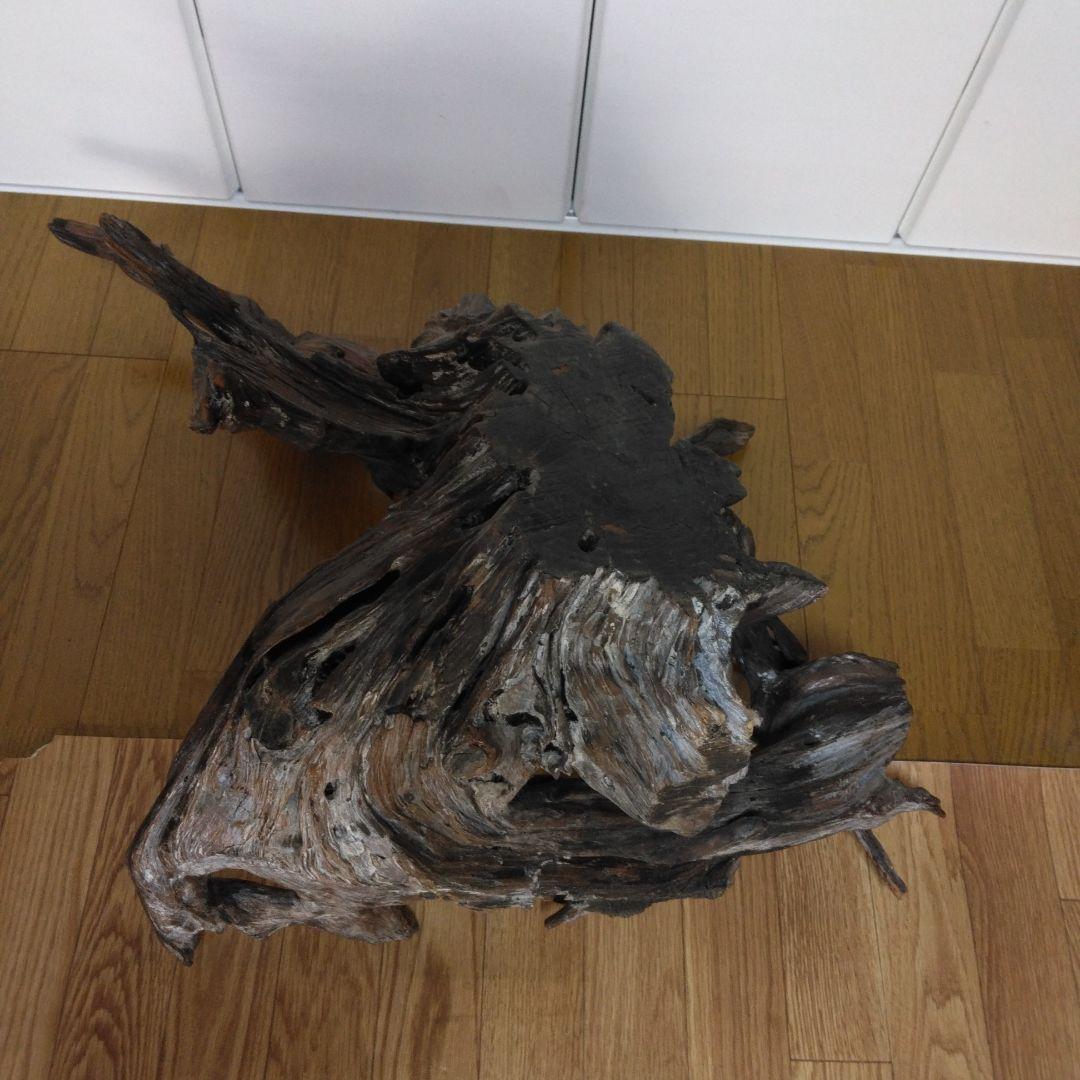 1379 木の根 切株 竜 龍 Dragon