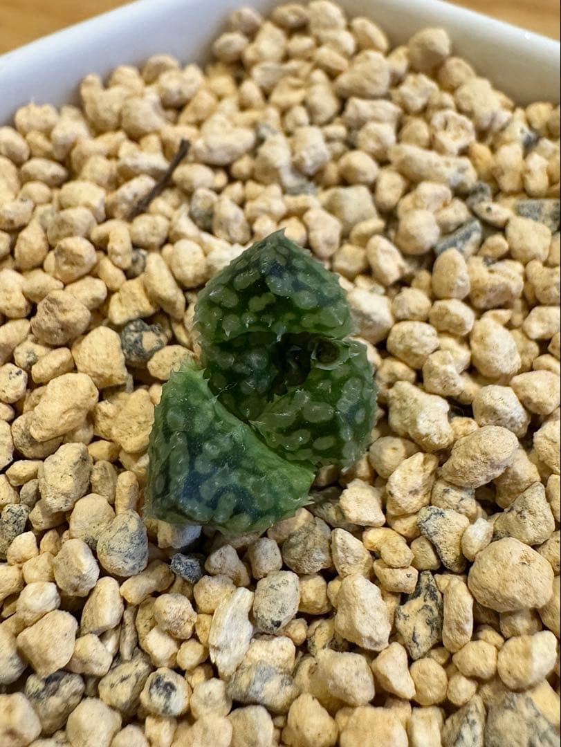 ハオルチア　王蟲　カキ仔　未発根