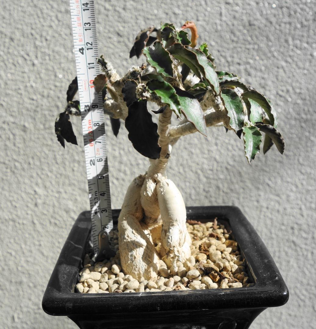 アンボボンベンシス 挿し木 盆栽風