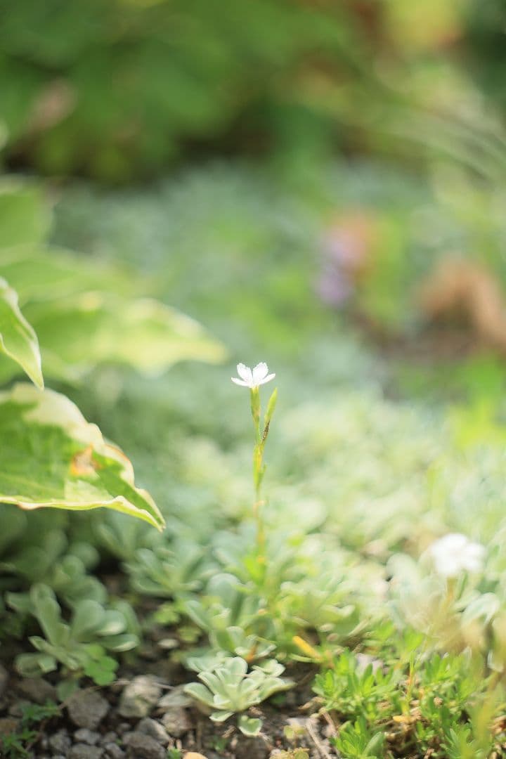 HELIOS-44 58mm F2 zebra《MMZ製》【光学美品】