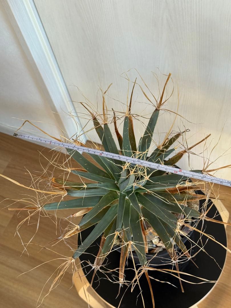 レウクテンベルギア・プリンキピス（晃山）山木 発根済み