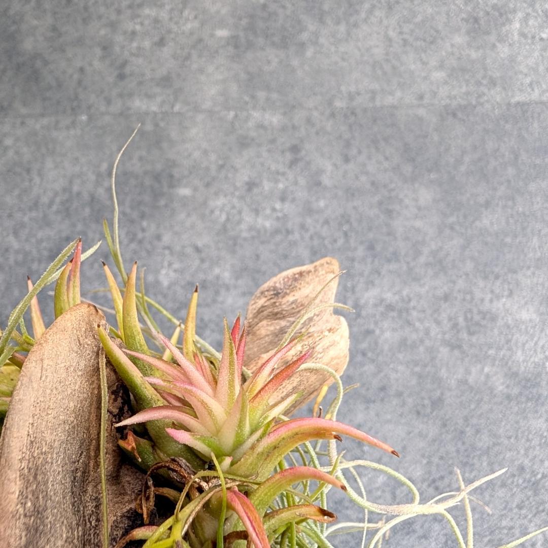 [送料無料] バンハイニンギー ヴァリエガータ バリエガータ 斑