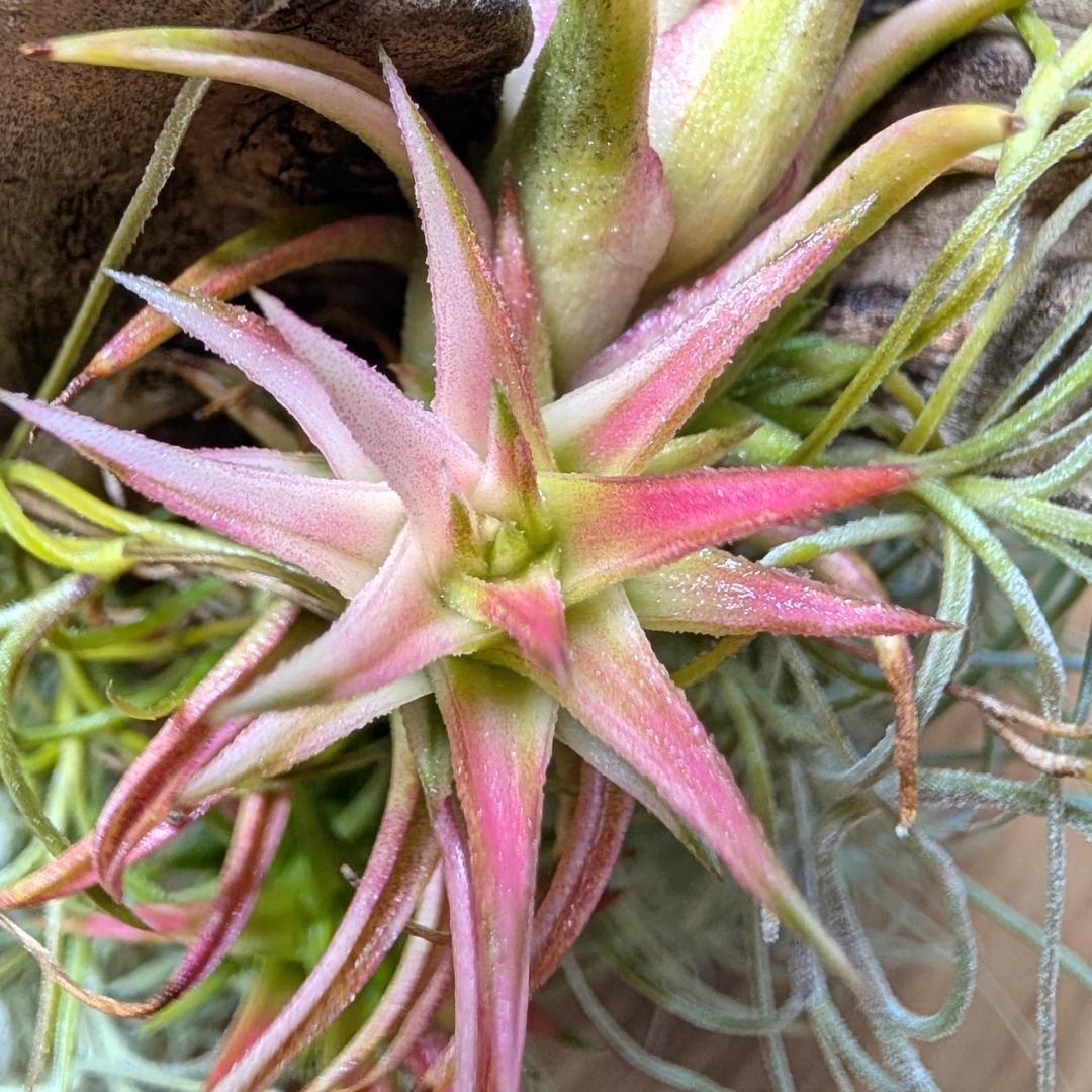 [送料無料] バンハイニンギー ヴァリエガータ バリエガータ 斑