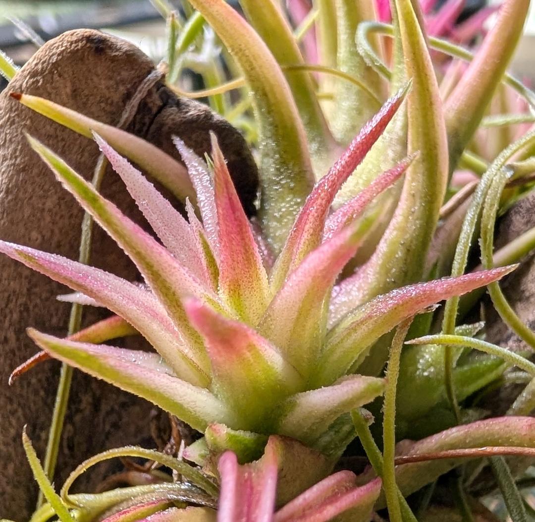 [送料無料] バンハイニンギー ヴァリエガータ バリエガータ 斑