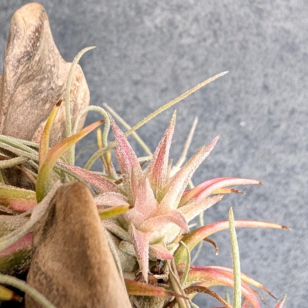 [送料無料] バンハイニンギー ヴァリエガータ バリエガータ 斑