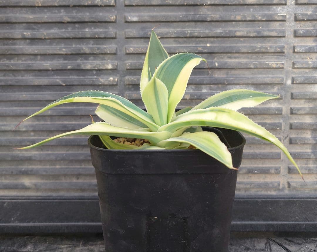 アガベ　ブルーフレイム錦　ブルーフレーム錦　アテナータ　翡翠盤