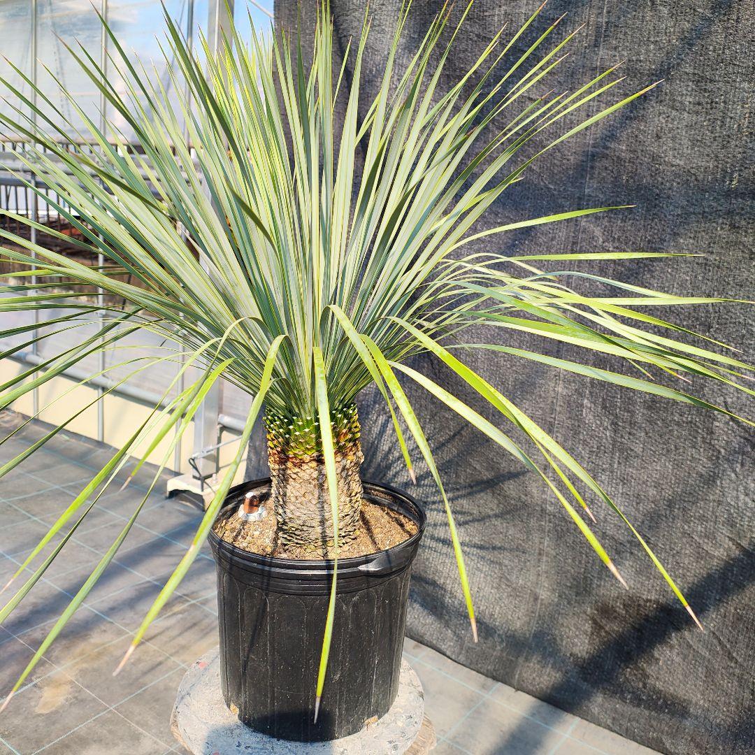 う*を様 ユッカ ロストラータ