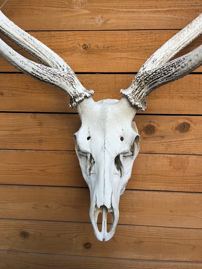 ニホンシカ 二股角の鹿 トロフィー　鹿の頭骨 壁掛け装飾