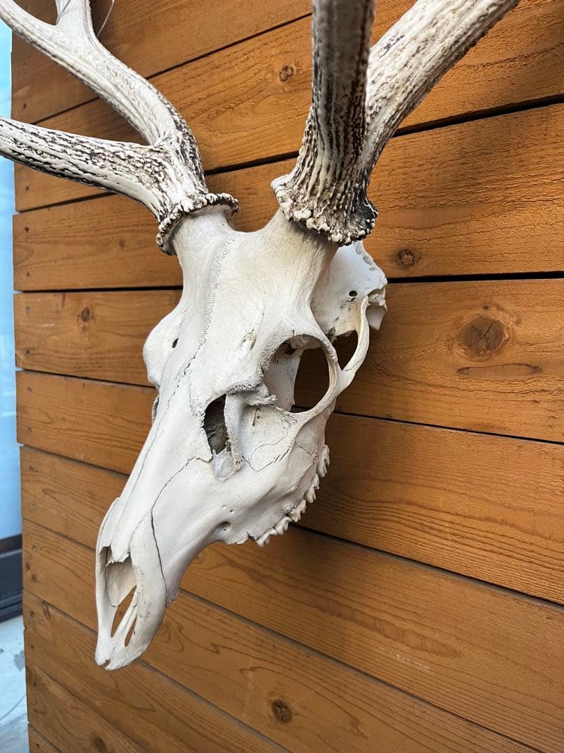 ニホンシカ 二股角の鹿 トロフィー　鹿の頭骨 壁掛け装飾