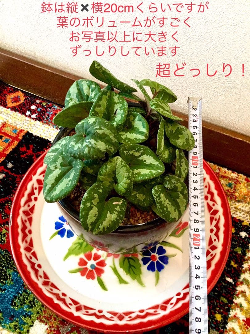 天然＊野生【全て今春の新芽＊お花沢山/カンアオイ＊寒葵】瑞々しく勢い炸裂！