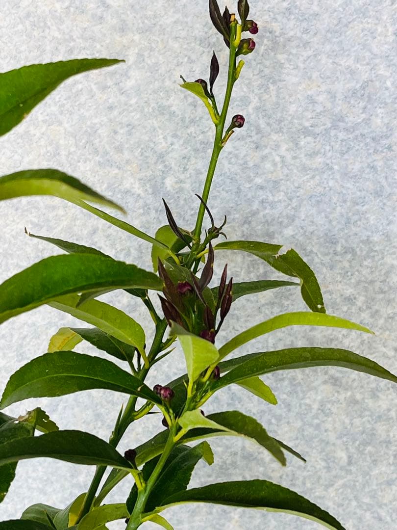 4年生　リスボン　レモン接木苗　樹高120センチ 6.5号ポット　撮影品お届け