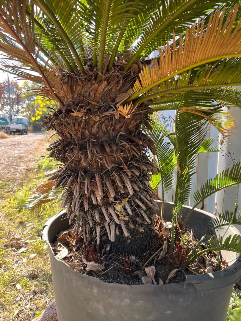 蘇鉄（ソテツ）