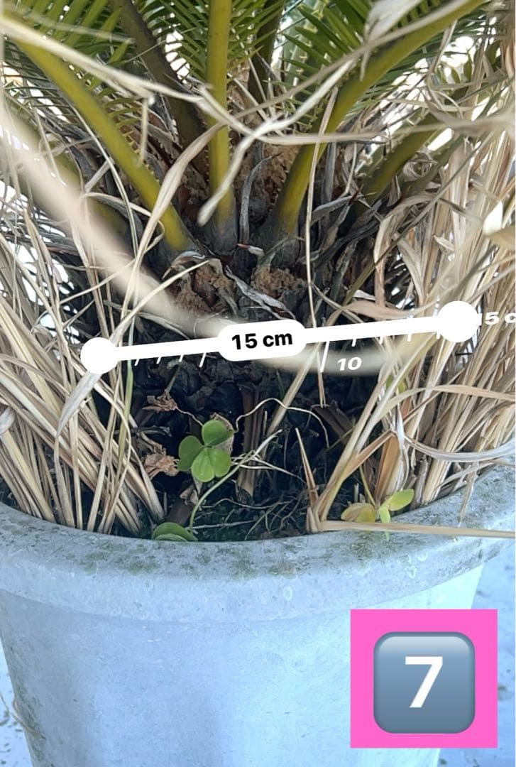 蘇鉄（ソテツ）