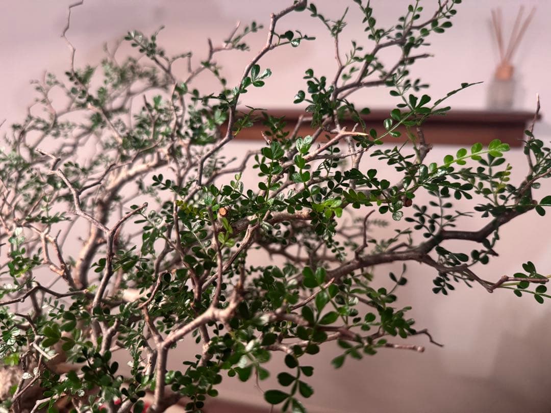 新春大特価！発根済安心株　オペルクリカリアパキプス