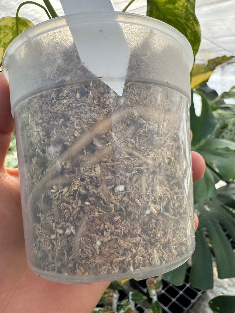 MS12 モンステラ　イエローマリリン　黄斑入り