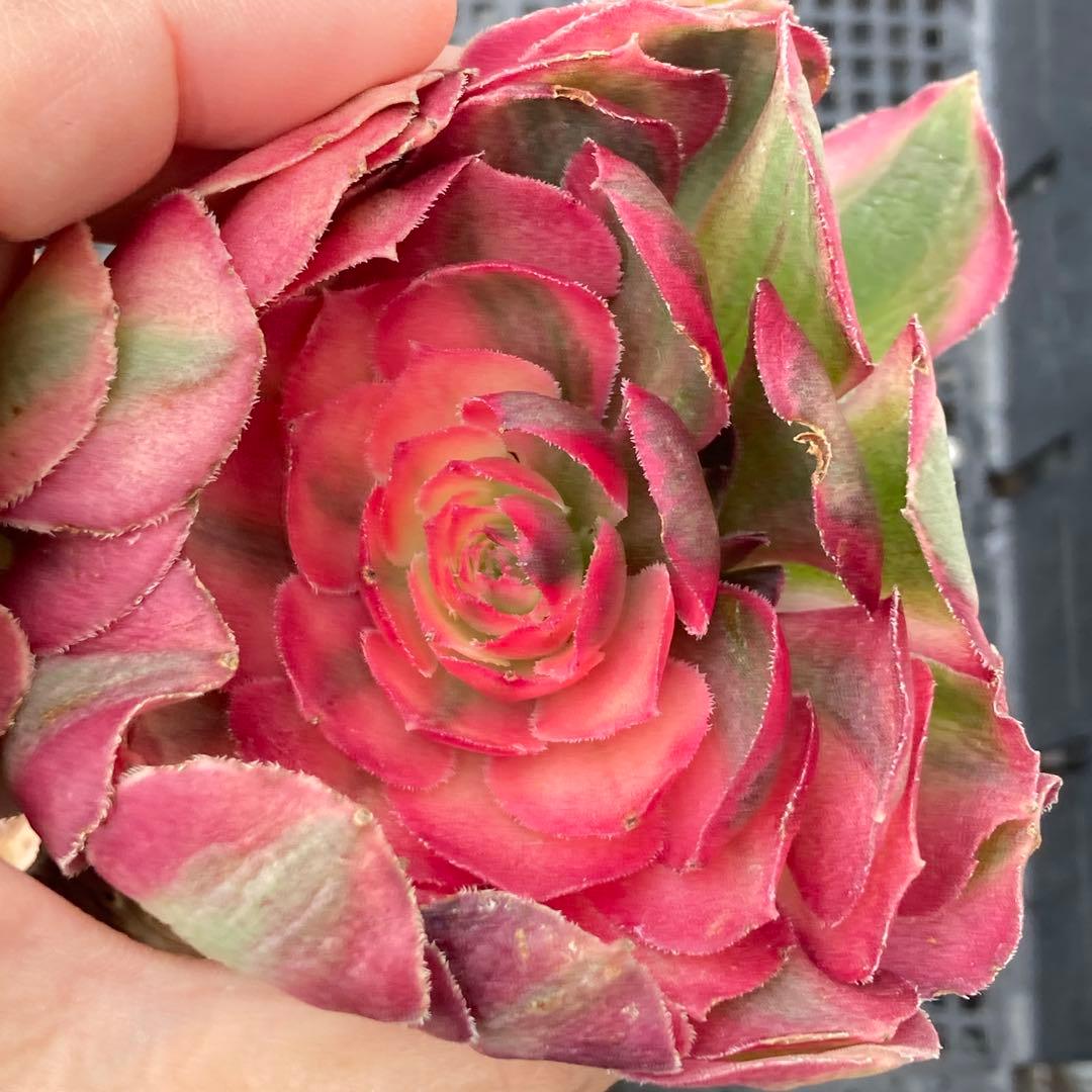 アエオニウム　韓国苗　オクス　多肉植物　ポコ多肉