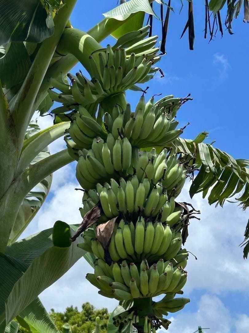 耐寒最強、210cm糖度モンスター◆スーパードワーフ・キングナムワ◆関東可 低木